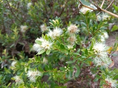Syzygium grijsii