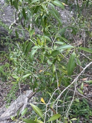 Coptosperma supra-axillare