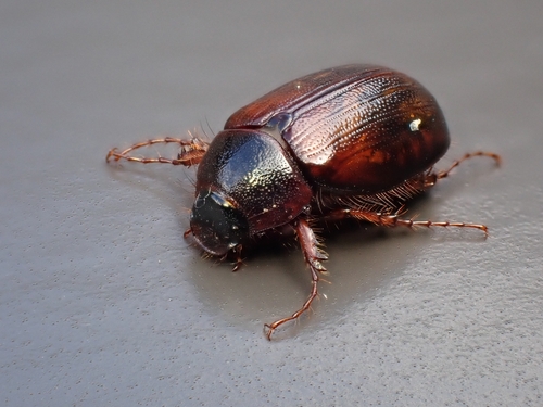 Costelytra brunnea · iNaturalist United Kingdom