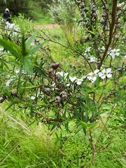 Leptospermum continentale