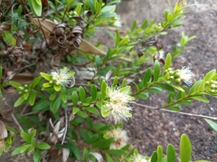 Syzygium grijsii
