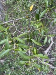 Coptosperma supra-axillare