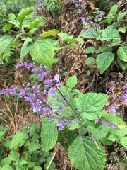 Plectranthus fruticosus