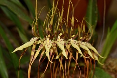 Brassia arcuigera