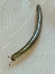 Parajulidae