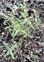 Melampodium leucanthum