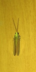 Italochrysa insignis