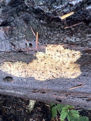 Serpula himantioides