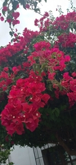 Bougainvillea spectabilis