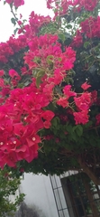 Bougainvillea spectabilis