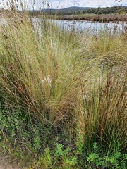 Poa poiformis