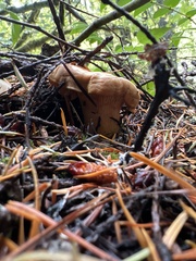Cantharellus cascadensis