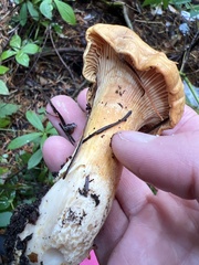 Cantharellus cascadensis