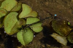 Austrocnemis splendida