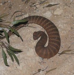 Acanthophis antarcticus