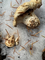 Russula dissimulans