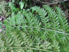 Asplenium bulbiferum