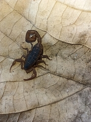 Centruroides ornatus