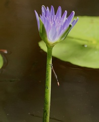 Argiocnemis rubescens