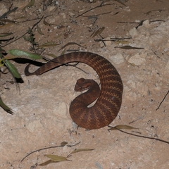 Acanthophis antarcticus