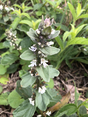 Ajuga ophrydis