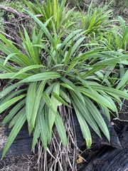 Setaria megaphylla