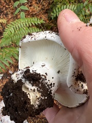 Russula dissimulans