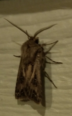 Agrotis gladiaria