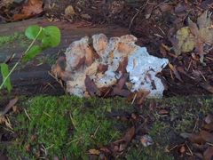 Laetiporus conifericola