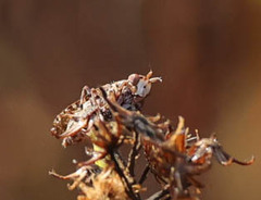 Sciomyzidae