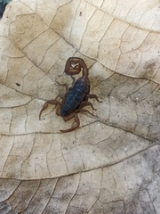 Centruroides ornatus