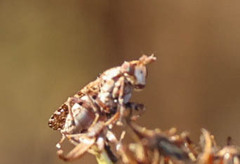 Sciomyzidae