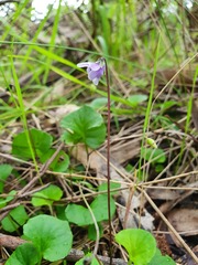 Viola hederacea
