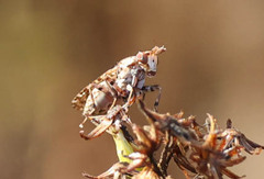 Sciomyzidae