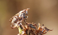 Sciomyzidae
