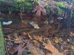 Laetiporus conifericola