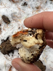 Hypomyces lactifluorum