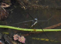 Limnogonus