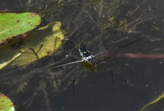 Limnogonus