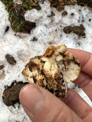 Hypomyces lactifluorum