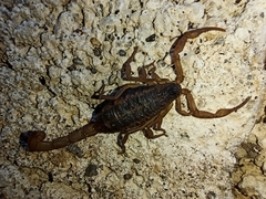Centruroides ornatus