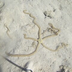Macrophiothrix