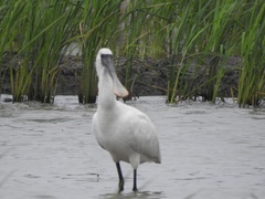 Platalea minor