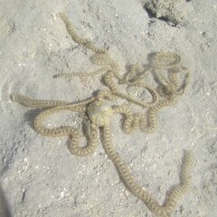 Macrophiothrix