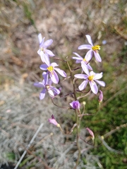 Cyanella hyacinthoides