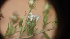 Symphyotrichum pilosum