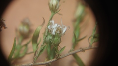 Symphyotrichum pilosum