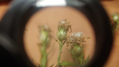 Symphyotrichum pilosum