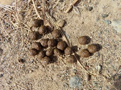 Lagomorpha