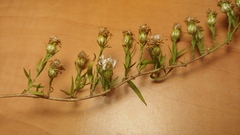 Symphyotrichum pilosum